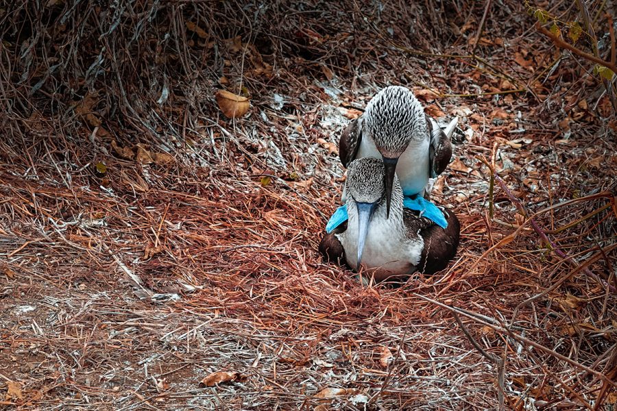 01_Blue_footed_booby_2