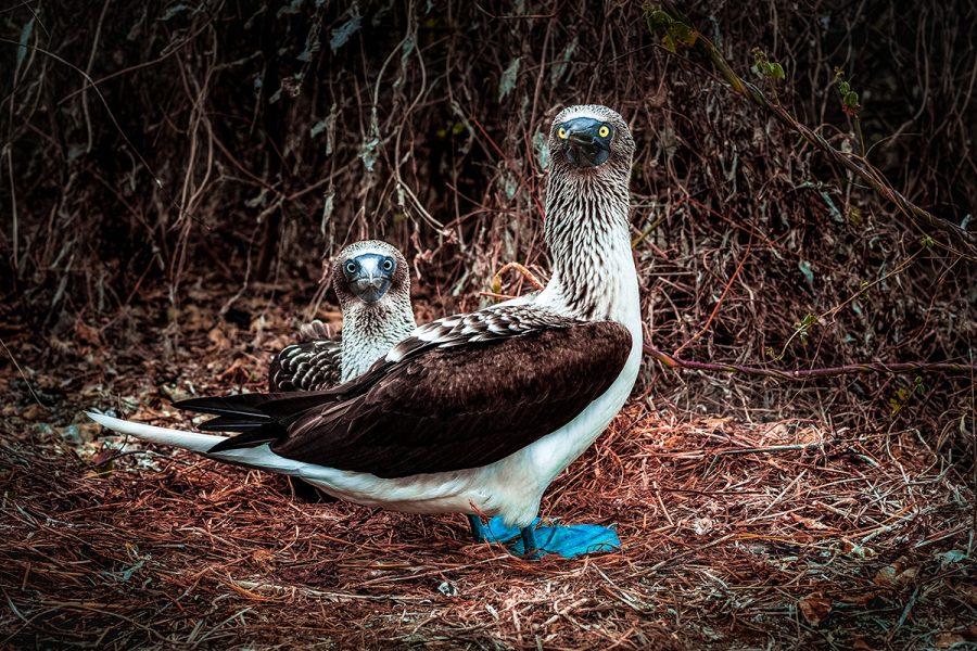 01_Blue_footed_booby_3