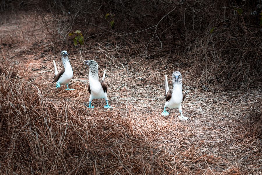 01_Blue_footed_booby_8