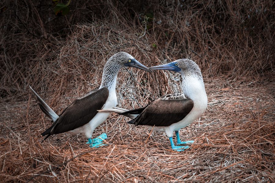 01_Blue_footed_booby_9